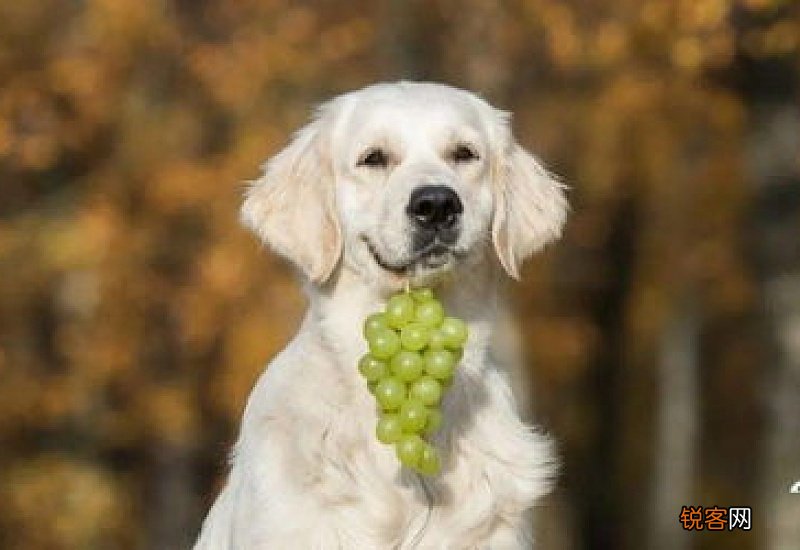 为啥狗狗不能吃葡萄