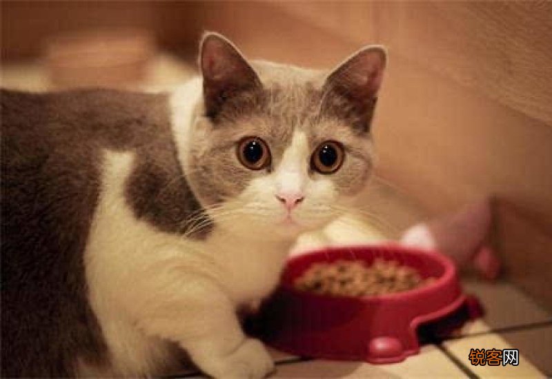 猫咪食欲正常