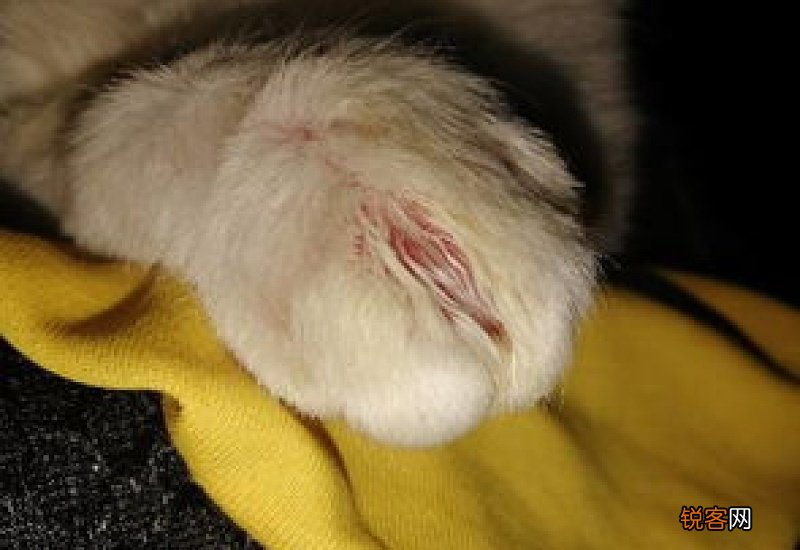 猫爪发炎肿了怎么办