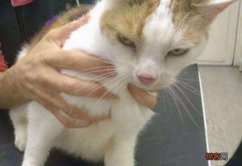 猫被打得抽搐拉屎