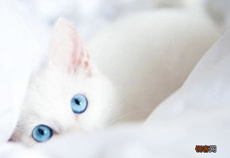 猫咪老放屁还特别臭怎么回事