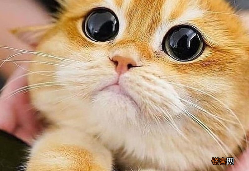 三个月猫咪怎么训练