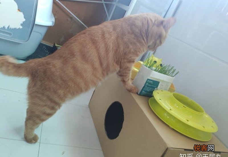 猫咪身上有虱子怎么办