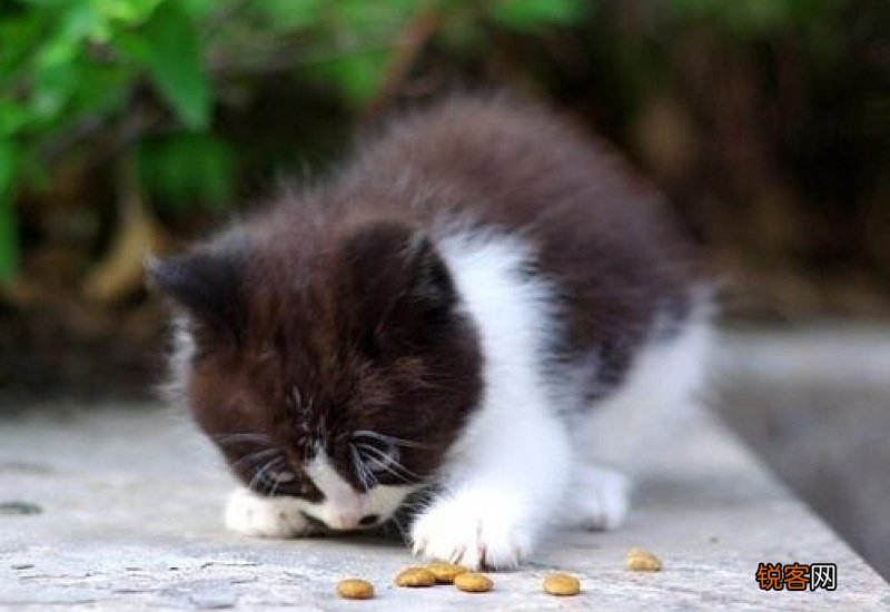 4公斤猫一天要吃多少猫粮