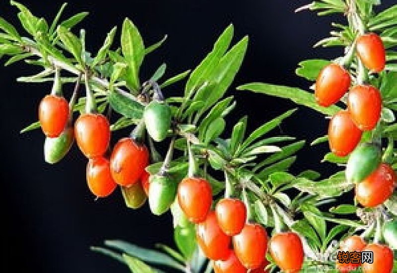 黄精加枸杞的功效与作用 黄精小孩能吃吗