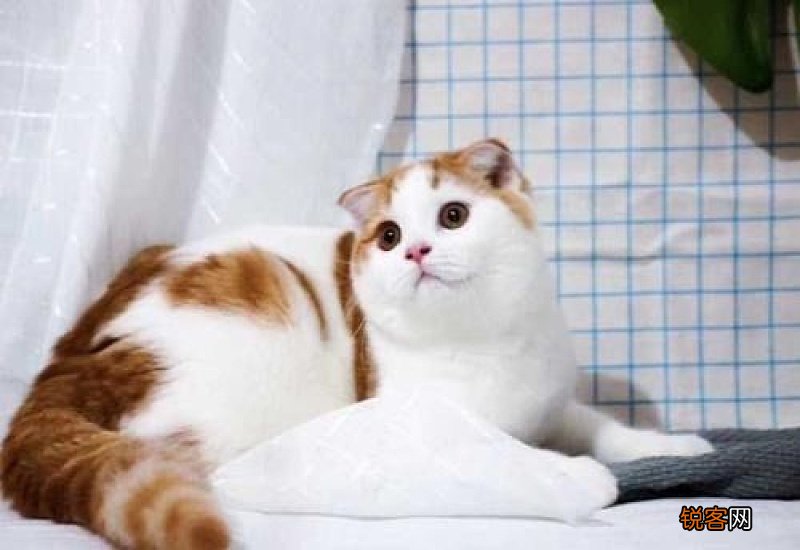 什么叫剪刀法找猫