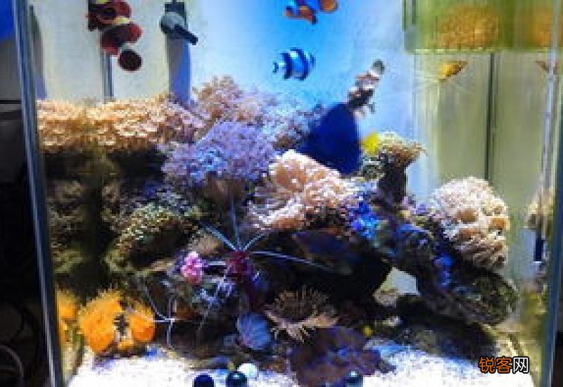 养珊瑚需要什么设备