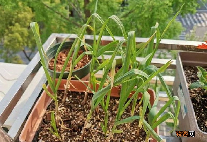 洋葱的叶子能当葱用吗