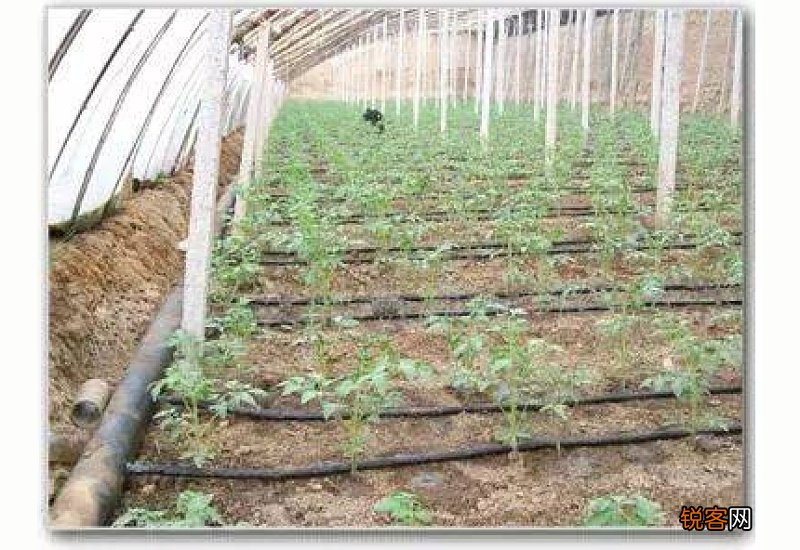 榆树冬天如何浇水