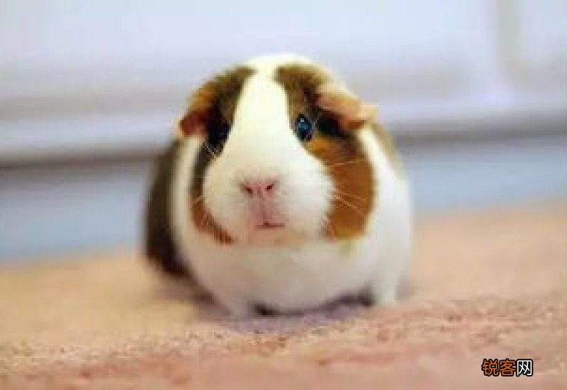 荷兰猪和豚鼠的区别