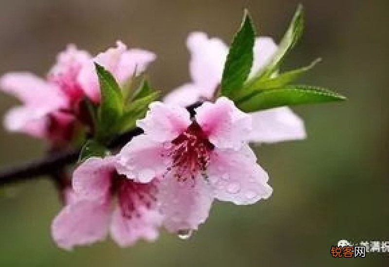 镇江市花是什么花啊