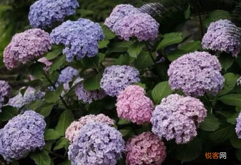 无尽夏不开花原因