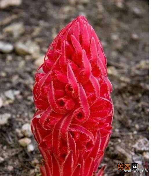 有哪些让你怦然心动的情话？