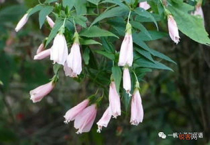 垂花悬铃花怎么养