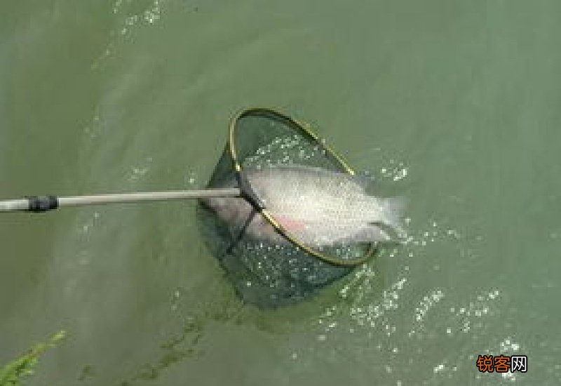 钓罗非鱼调漂的正确方法
