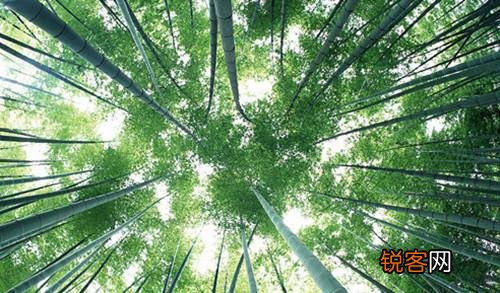 用竹子赞美人物气节的诗句有哪些？