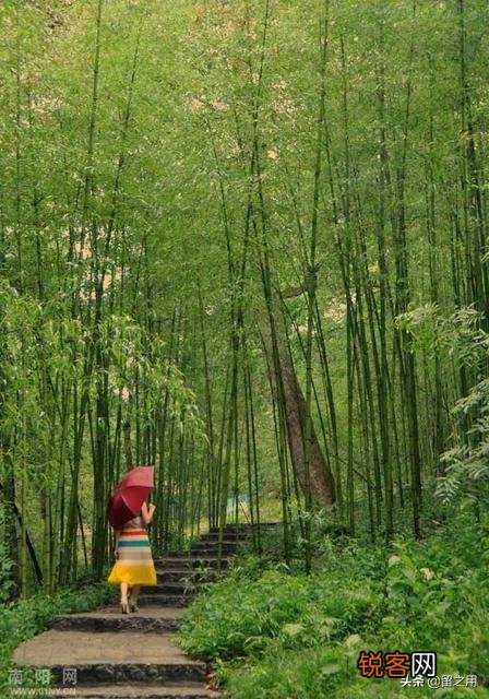 用竹子赞美人物气节的诗句有哪些？