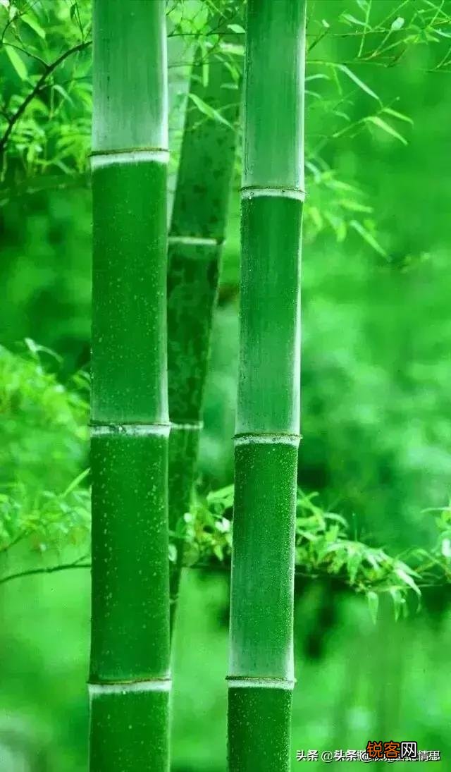 用竹子赞美人物气节的诗句有哪些？