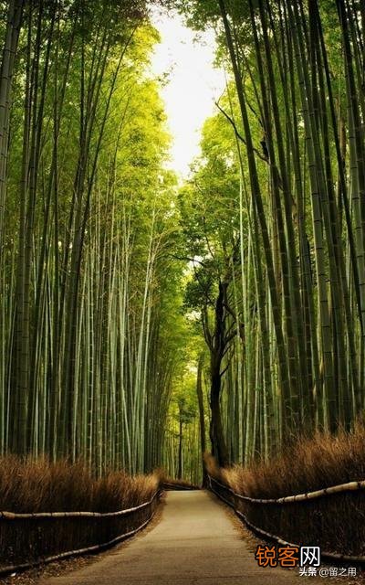 用竹子赞美人物气节的诗句有哪些？