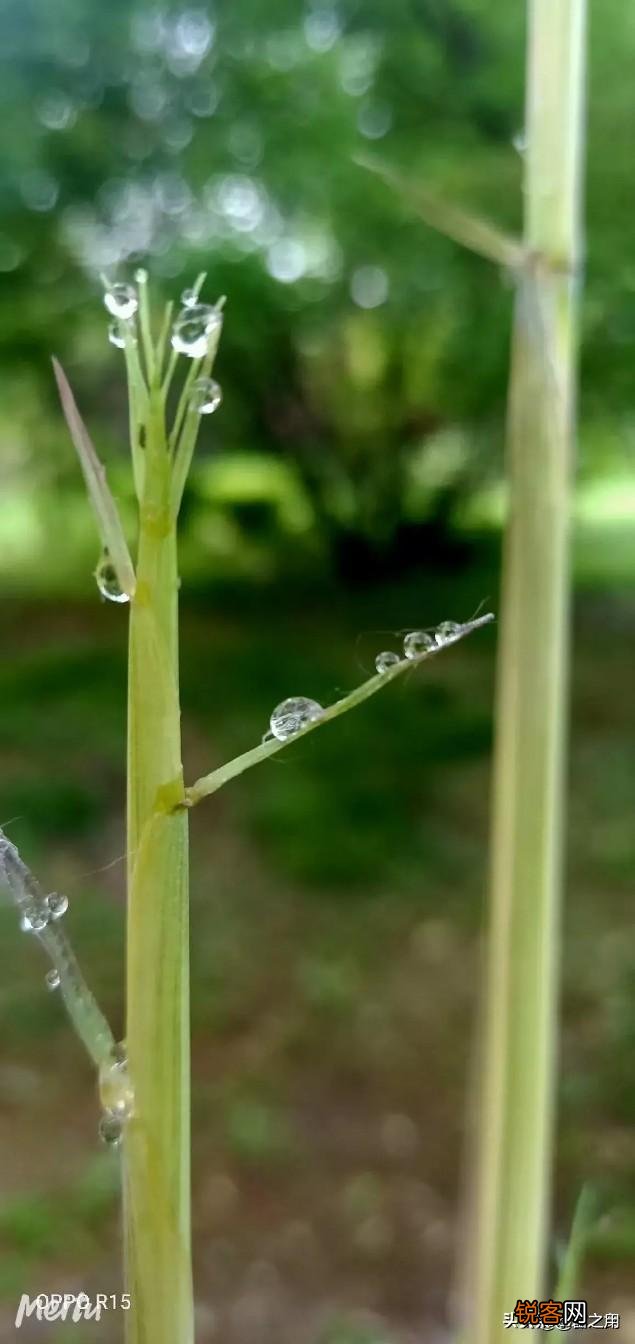用竹子赞美人物气节的诗句有哪些？