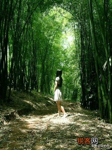 用竹子赞美人物气节的诗句有哪些？