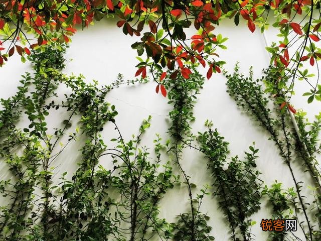 “ 闲花开石竹,幽叶吐蔷薇”的古诗意境如何拍摄？