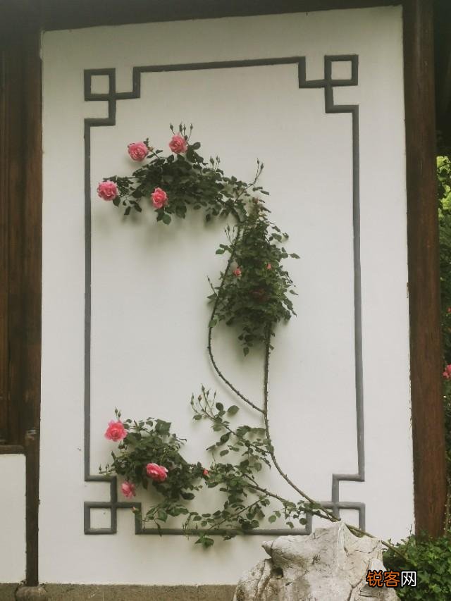 “ 闲花开石竹,幽叶吐蔷薇”的古诗意境如何拍摄？