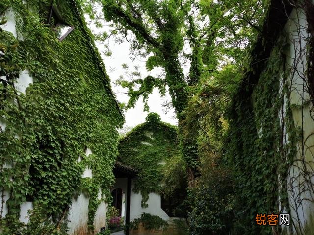 “ 闲花开石竹,幽叶吐蔷薇”的古诗意境如何拍摄？