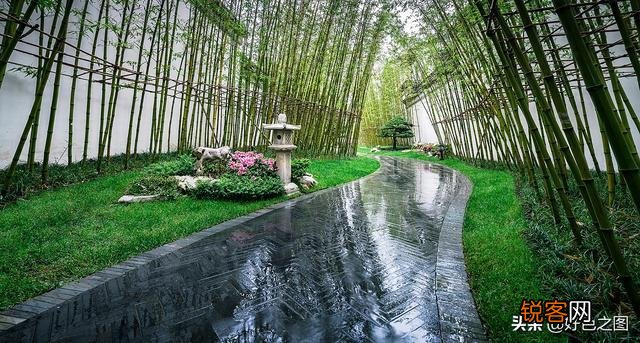 “ 闲花开石竹,幽叶吐蔷薇”的古诗意境如何拍摄？