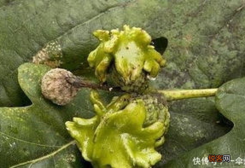 什么植物不招虫子