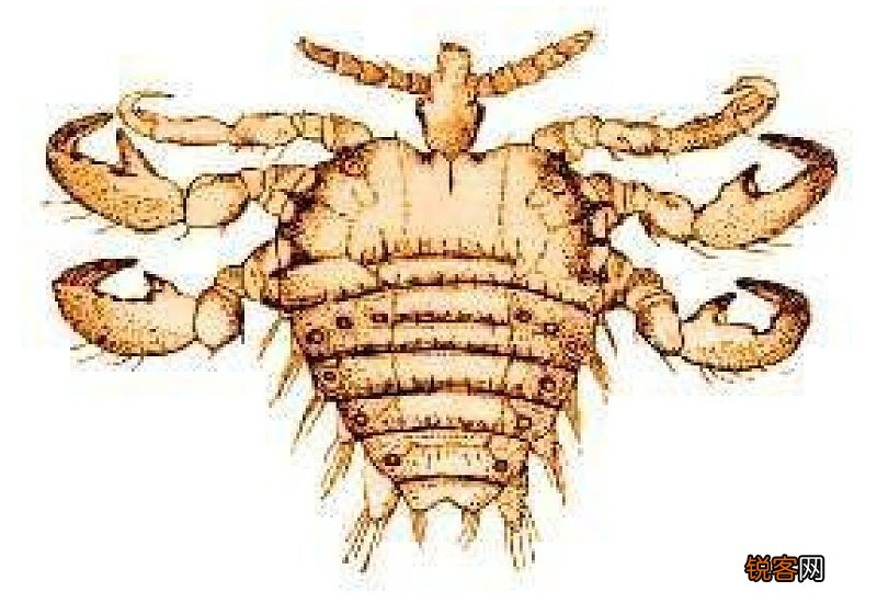 阴虱抓干净了还会再长吗