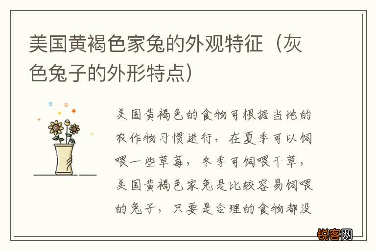 灰色兔子的外形特点 美国黄褐色家兔的外观特征
