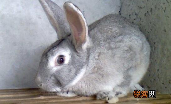 灰色兔子的外形特点 美国黄褐色家兔的外观特征