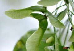 梧桐树观察日记300字