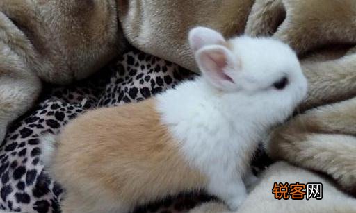 迷你雷克斯兔的简介-迷你雷克斯兔外貌特征
