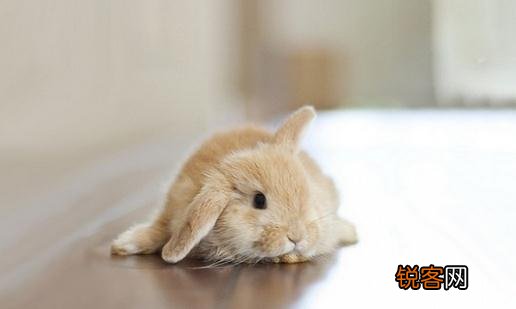 迷你兔的价格-纯种迷你兔多少钱？