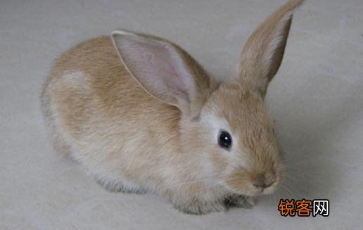 迷你雷克斯兔怎么养？迷你雷克斯兔的产地