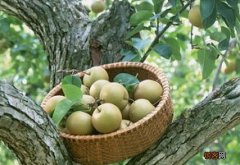 梨子连皮吃好不好 梨子皮对身体有什么功效