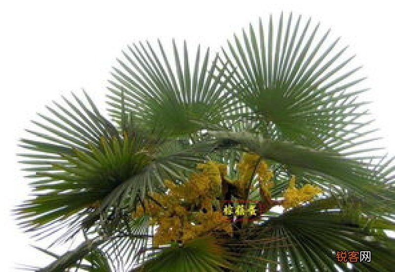 植物地龙是什么样子的