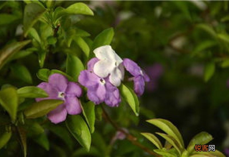 双色茉莉什么时候开花