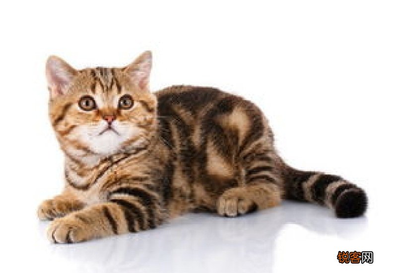 猫的寿命一般是多少年