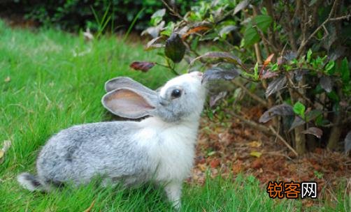 青紫蓝兔怎么养？青紫蓝兔养殖方法