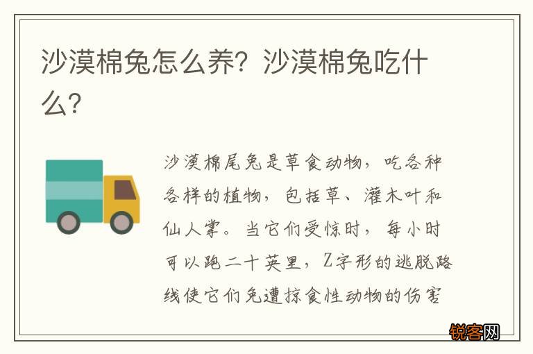 沙漠棉兔怎么养？沙漠棉兔吃什么？