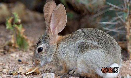 兔子的形态特征和生活环境 沙漠棉兔有什么形态特征？
