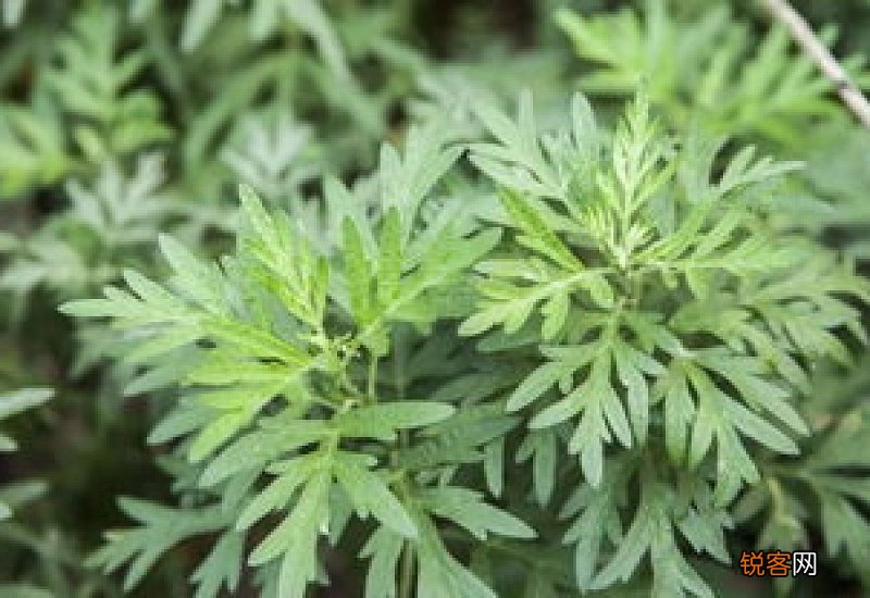 艾草驱蚊子吗对孩子有没有危害 什么驱蚊效果最好而且健康