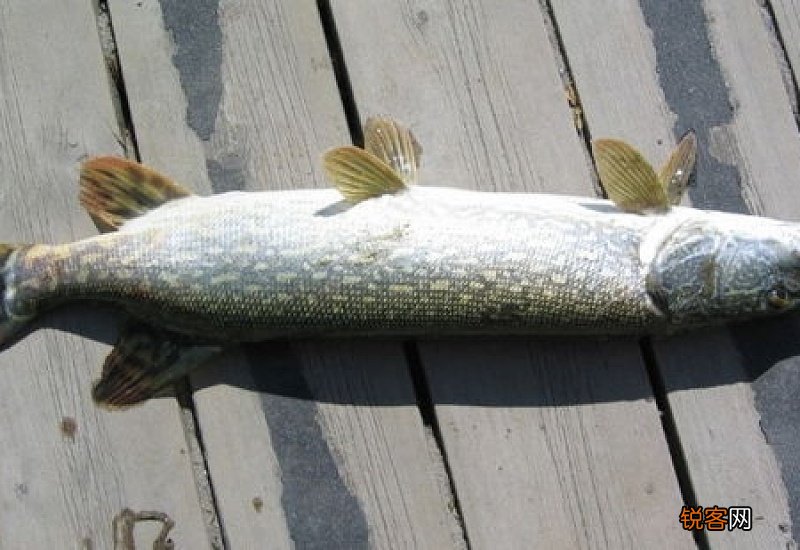 梭鱼有什么功效与作用 梭鱼怎么做好吃