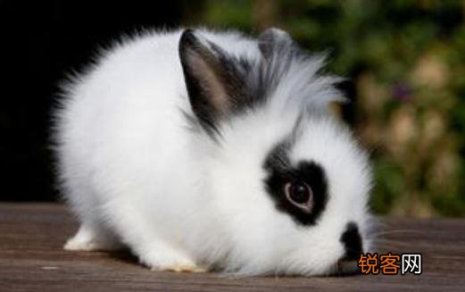 狮子头兔的饲养方法是什么样的 狮子头兔的饲养方法是什么？