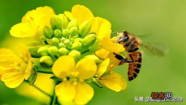 有人说范曾的画是连环画匠气十足,你怎么看？