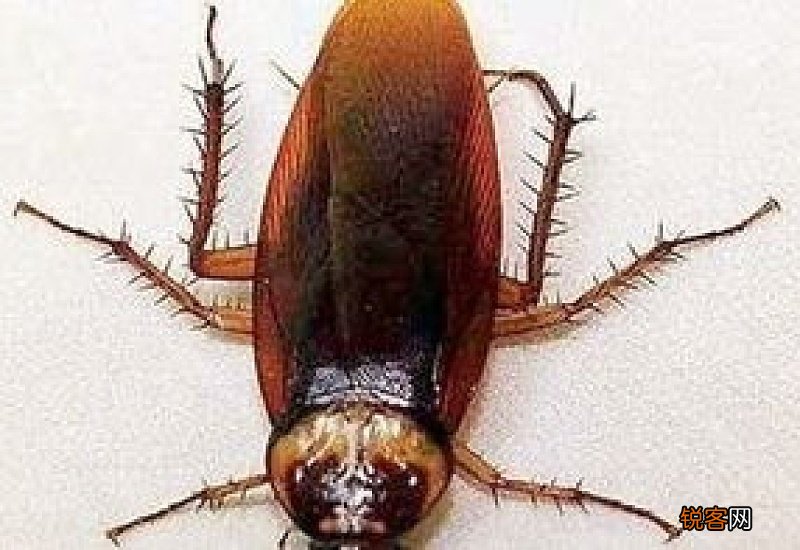 怎样除蟑螂快速有效