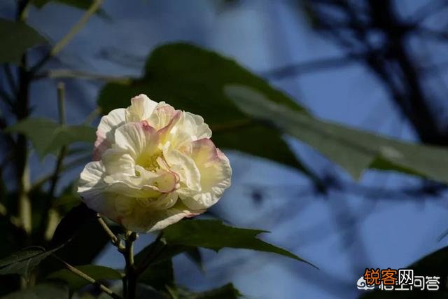 有人说绘画和摄影都需要讲究“光影”——“光影”是什么呢？怎样用好光影？